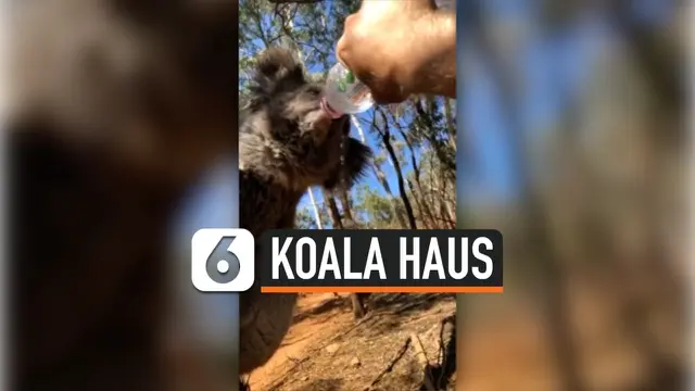 KOALA HAUS