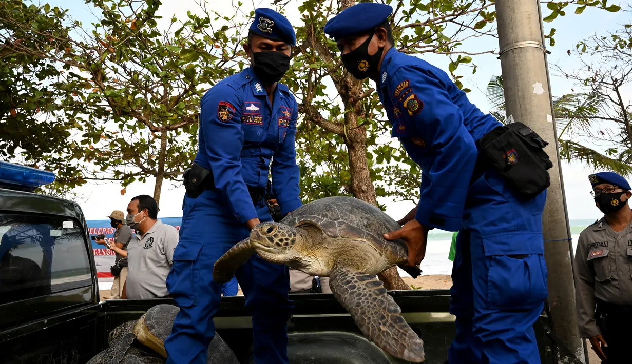 Anggota Ditpolairud Polda Bali menggotong penyu hijau (Chelonia mydas) saat pelepasliaran di Pantai Kuta, dekat Denpasar, Rabu (5/8/2020). Sebanyak 25 dari 36 ekor penyu hijau hasil sitaan dari upaya penyelundupan di perairan Serangan, Denpasar, dilepasliarkan. (SONNY TUMBELAKA/AFP)