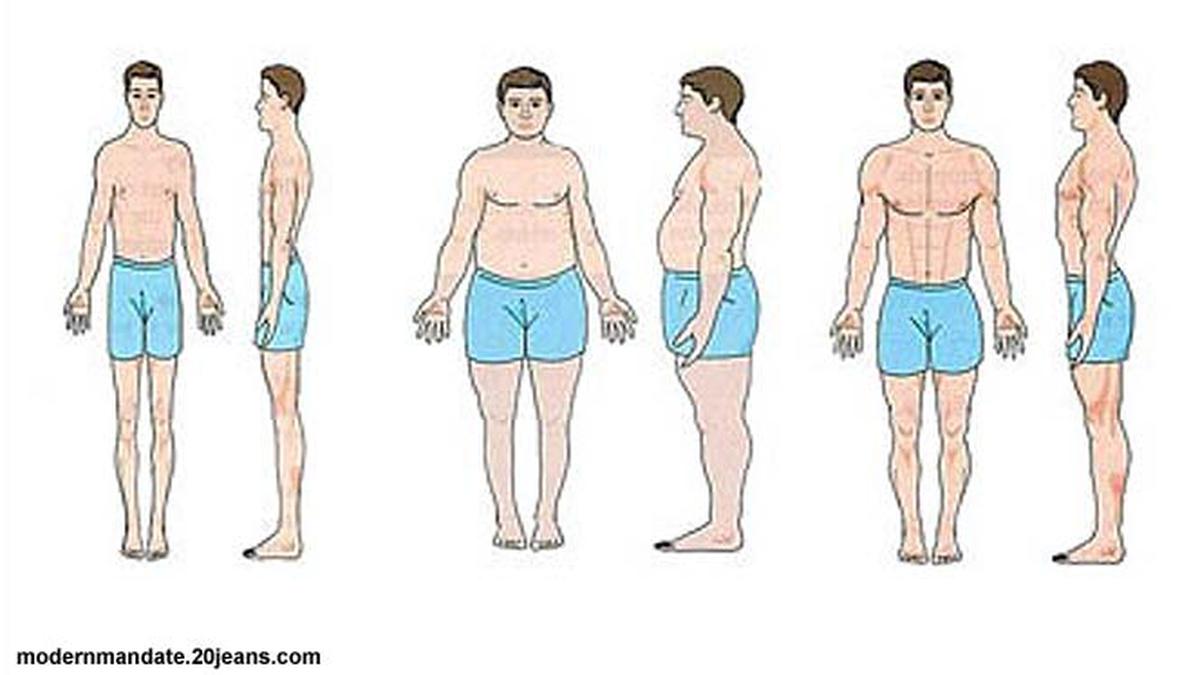 Типы женских фигур. Коренастый тип 4. Телосложения иллюстрация. Типы телосложения. Эндоморф бодибилдер.