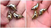 Kepompong emas kupu-kupu macan tutul (Sumber: odditycentral)