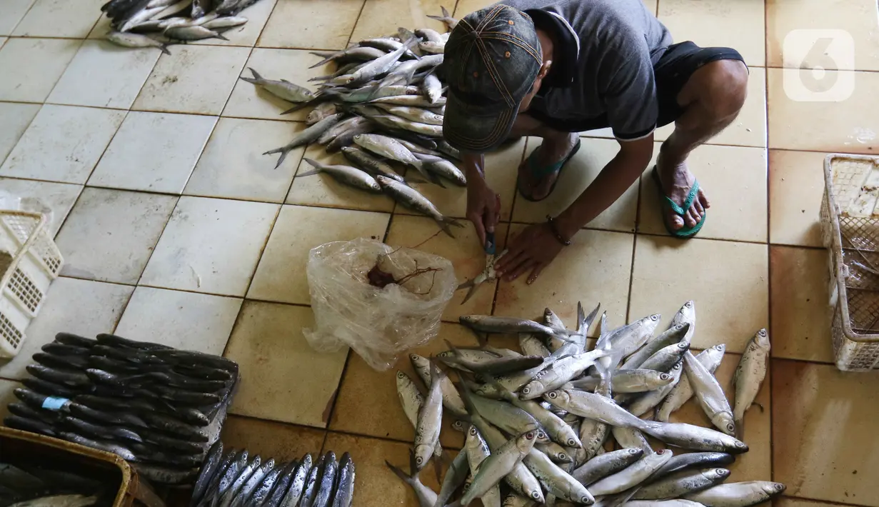 Pekerja membersihkan ikan cakalang sebelum dijual ke pasar di Rumah Produksi Ikan Cakalang, Jagakarsa, Jakarta, Sabtu (19/11/2022). Kementerian Kelautan dan Perikanan (KKP) mengajak masyarakat untuk mengkonsumsi olahan ikan asli Indonesia yang komposisi gizinya tidak kalah dengan ikan impor dan harga yang lebih terjangkau. (Liputan6.com/Herman Zakharia)