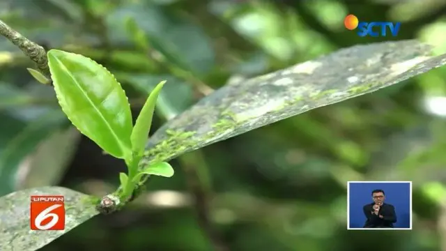 Teh asal Jepang yabukita hanya tumbuh di Kebun Gunung Gambir Jember, Jawa Timur.