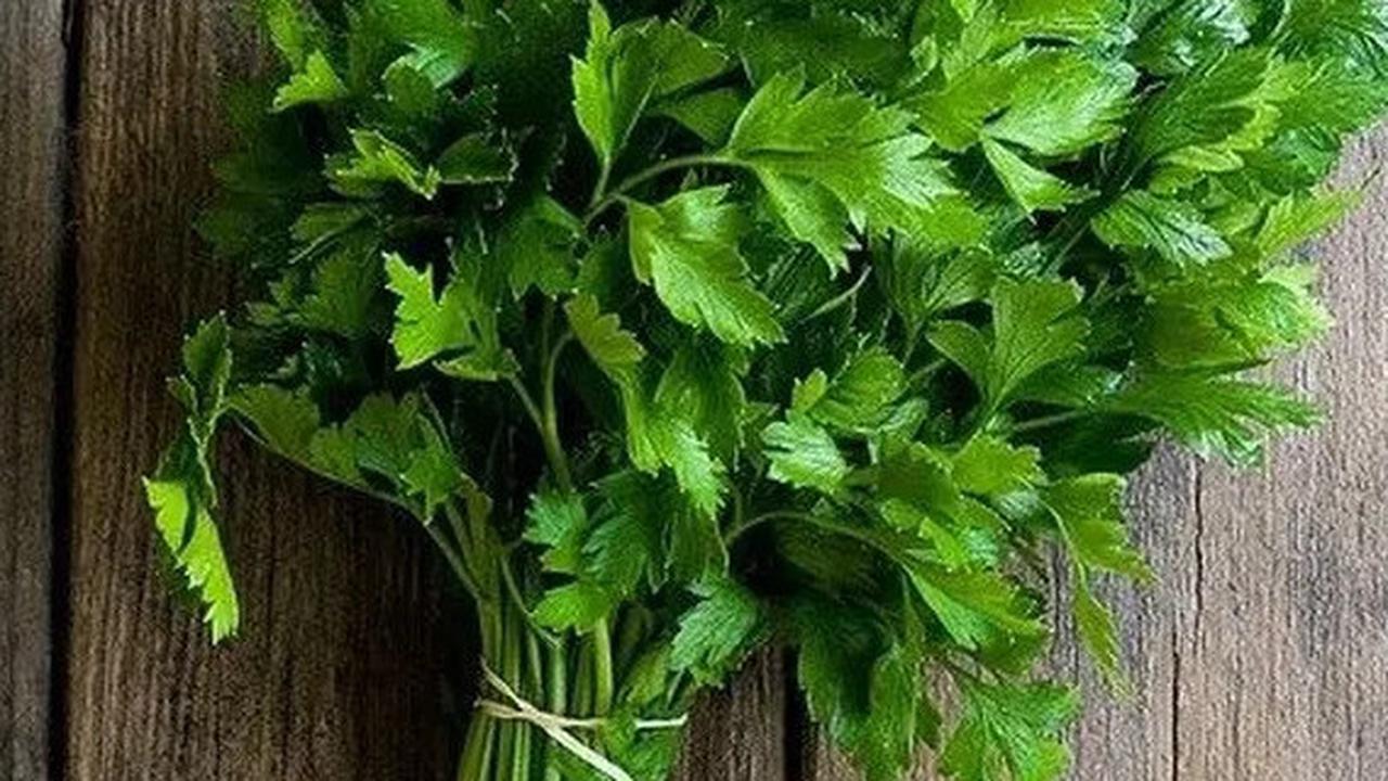 Praktis! ini Cara Merebus Daun Seledri untuk Menjaga Kadar Kolesterol Normal
