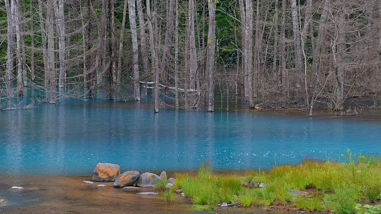 Pesona Blue Pond di Hokkaido yang Menyejukan Mata