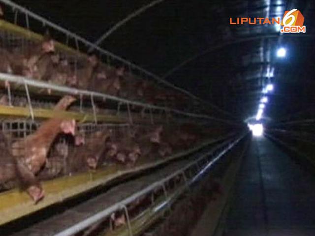 Video Beternak Ayam Tanpa Kotor Dan Bau News Liputan6 Com