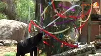 [VIDEO] Kado Natal untuk Hewan Kebun Binatang Chile