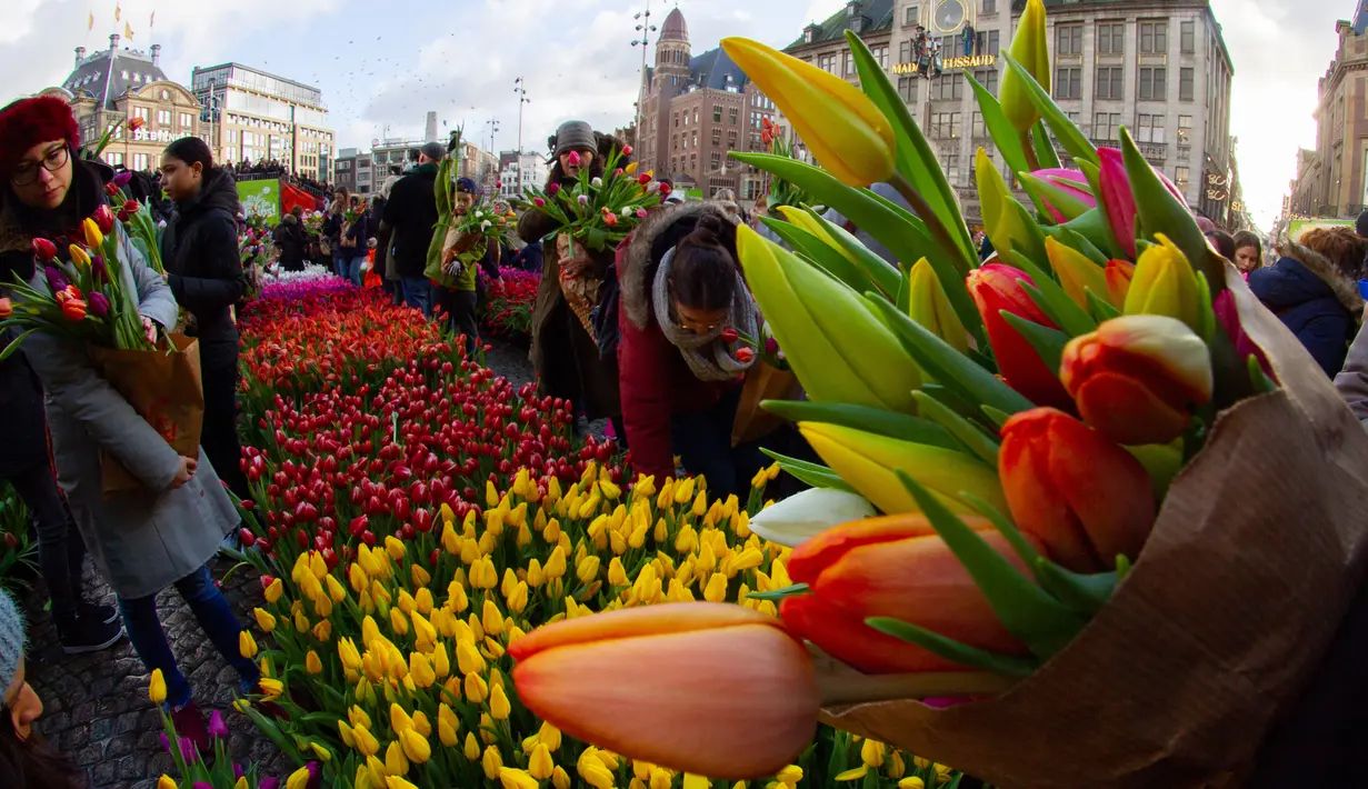 Orang-orang memetik tulip gratis pada Hari Bunga Tulip Nasional di Dam Square yang berada di seberang Royal Palace, Amsterdam, 18 Januari 2020. Hari Bunga Tulip Nasional ini menandai pembukaan musim bunga tulip untuk industri bunga Belanda.  (AP Photo/Peter Dejong)