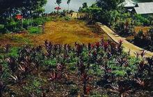 Berada di 14 Kabupaten dan 2 Kota, Ini Pesona Taman Nasional Kerinci Seblat