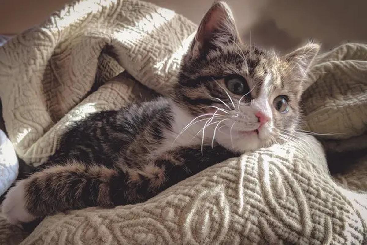 Ini Alasan Kucing Kerap Meracau