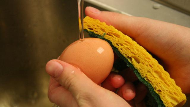 10100+ Gambar Untuk Kolase Kulit Telur Gratis