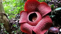 Rafflesia sendiri oleh warga lokal disebut dengan nama Ibeun Sekedei (bokor setan) dan Begiang Simpai (bunga monyet). 
