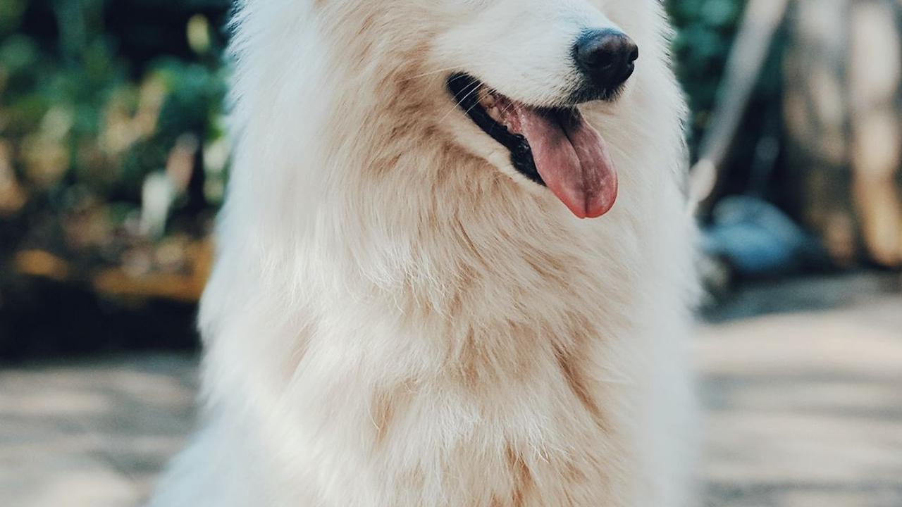 Bagaimana Anjing Berevolusi dari Serigala?