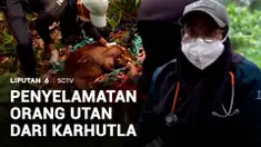 Terdapat empat individu orang utan kembali dievakuasi dari kawasan yang terdampak kebakaran hutan dan lahan.