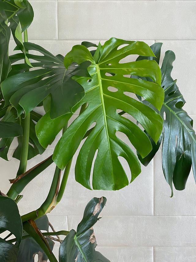 Monstera Deliciosa