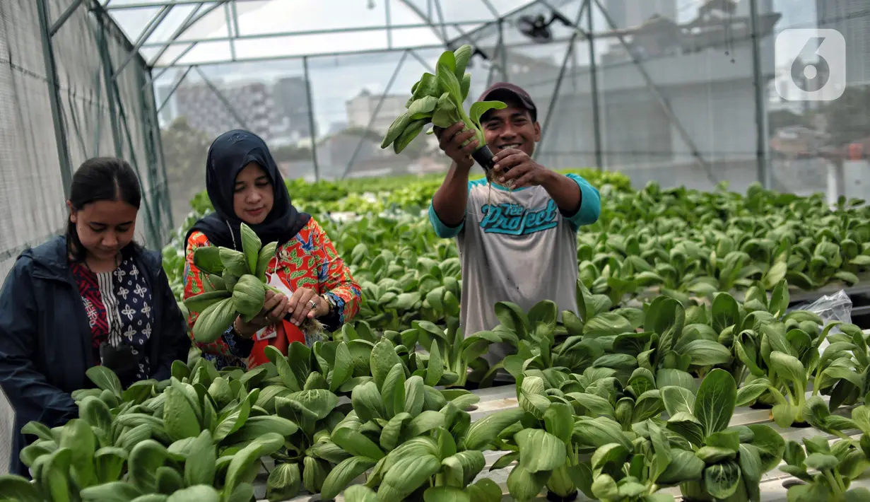 Petugas masjid menunjukkan sayuran yang ditanam dengan sistem hidroponik 'Smart Farming' di atap Masjid Asy-syifa, Jakarta Pusat, Senin (23/1/2023). Dinas Ketahanan Pangan, Kelautan dan Pertanian (KPKP) Jakarta Pusat bekerja sama dengan pengurus Masjid Asy-syifa memanfaatkan lahan atap untuk budi daya sayuran hidroponik sebagai upaya menghijaukan lingkungan serta menjadi nilai ekonomis baik untuk pengurus dan warga sekitar. (merdeka.com/Iqbal S. Nugroho)
