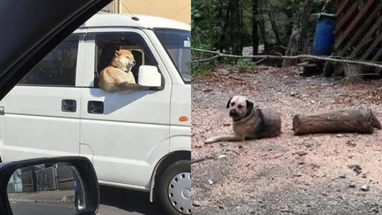 6 Ilusi Optik Anjing Ini Menipu Mata, Butuh Ketelitian