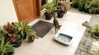 7 Cara Agar Keset Tidak Dikencingi Kucing, Rumah Bebas Bau Pesing