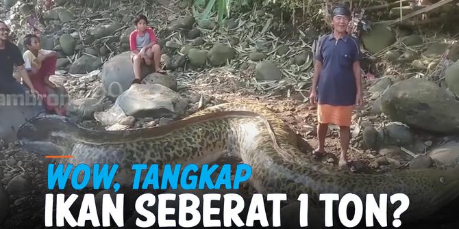 VIDEO: Geger Warga Tangkap Ikan Seberat 1 Ton, Ternyata...