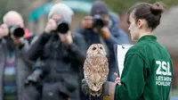 Burung hantu Alberta menoleh saat sensus tahunan di Kebun Binatang ZSL London, Inggris, Kamis (2/1/2020). Kebun Binatang ZSL London melakukan sensus tahunan terhadap lebih dari 500 spesies. (AP Photo/Frank Augstein)