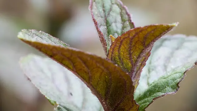 Chocolate Mint
