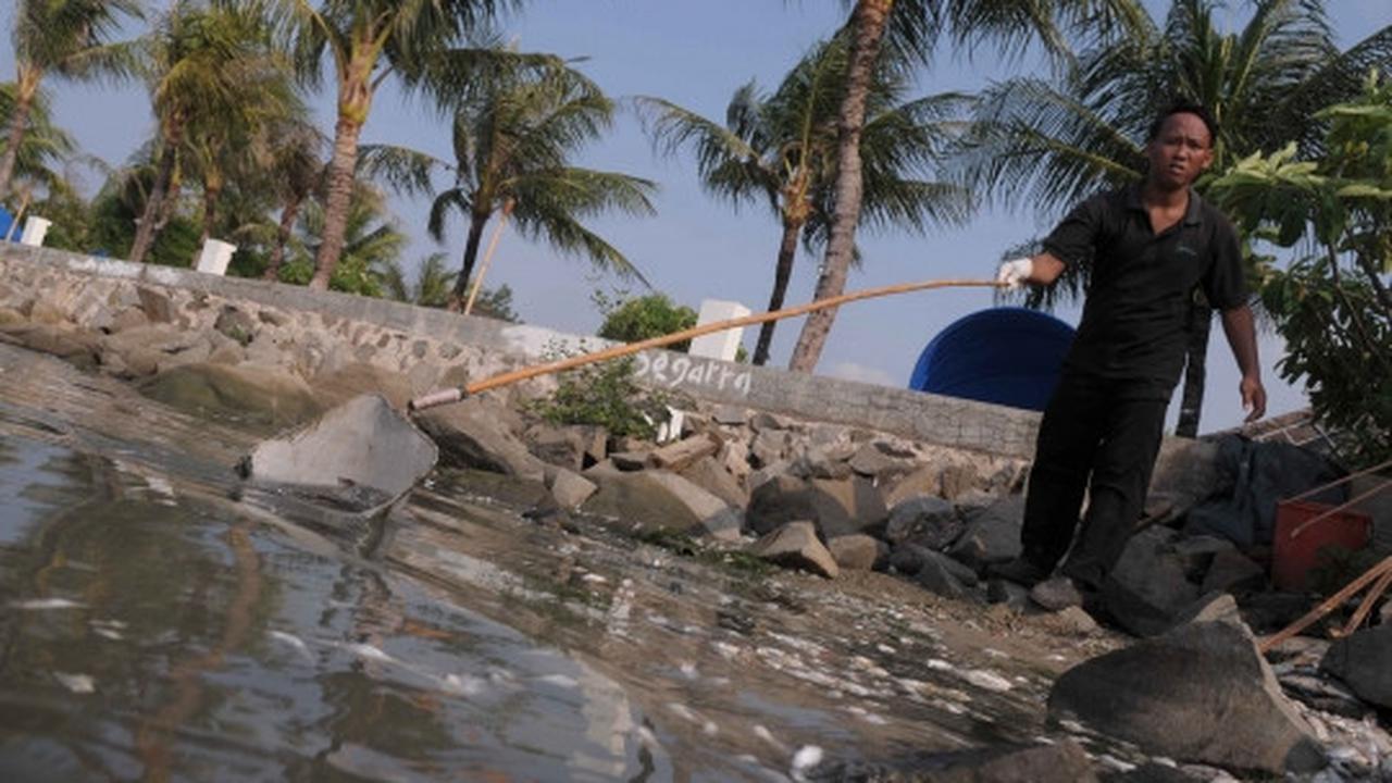 Jutaan ekor ikan berbagai jenis mati misterius di Pantai Ancol