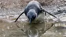 Salah satu dari dua ekor penguin Afrika diperkenalkan ke habitat penguin di National Aviary, Pittsburgh, 12 April 2018. Hewan akuatik yang menetas di kandang burung pada bulan Desember 2017 itu baru saja diperkenalkan ke air. (AP Photo/Keith Srakocic)