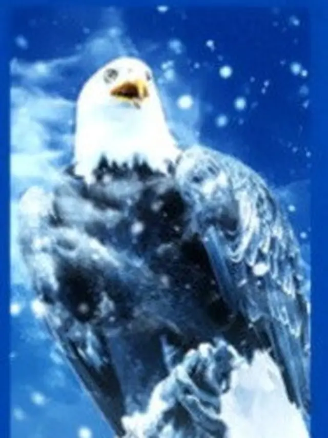 Pilih Salah Satu Gambar Burung Ini Dapat Ungkap Kelebihan dan Kekuranganmu