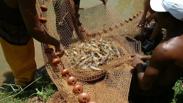 Ilustrasi udang karang