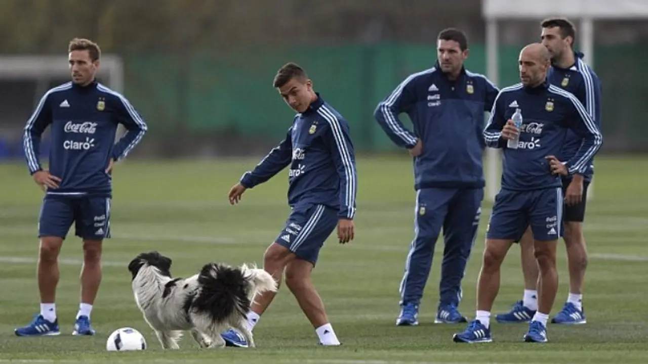 Anjing Ganggu Latihan Argentina