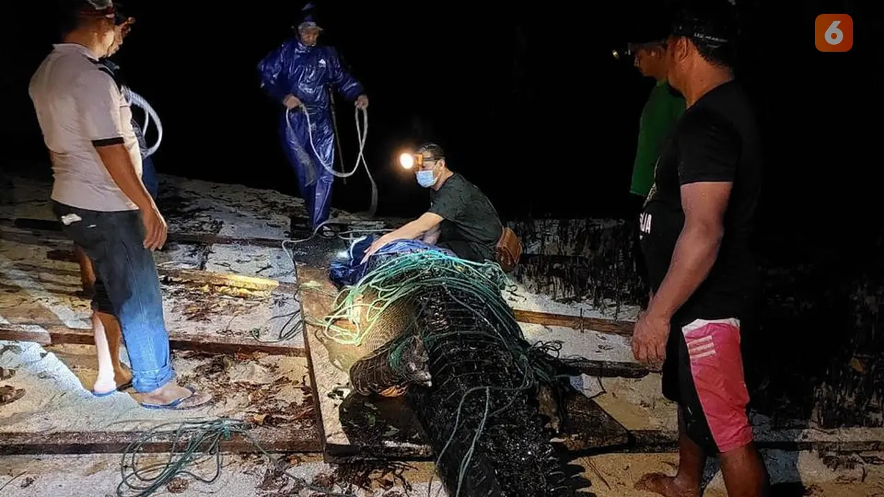 Buaya Labuan Cermin
