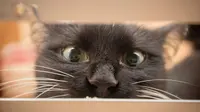 Kucing Nakal Ini Dianggap Ancaman Bagi Petugas Pos