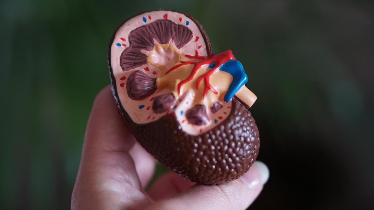 Benarkah Ada Makanan atau Minuman Pembersih Ginjal? Ini Kata Dokter
