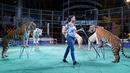 Mahasen el-Helw saat dikelilingi tiga harimau dalam sesi latihan pertunjukkan sirkus di Kairo, Mesir (11/10). Wanita cantik asal Mesir ini telah berpengalaman menangani hewan buas saat acara sirkus. (REUTERS/Mohamed Abd El Ghany)