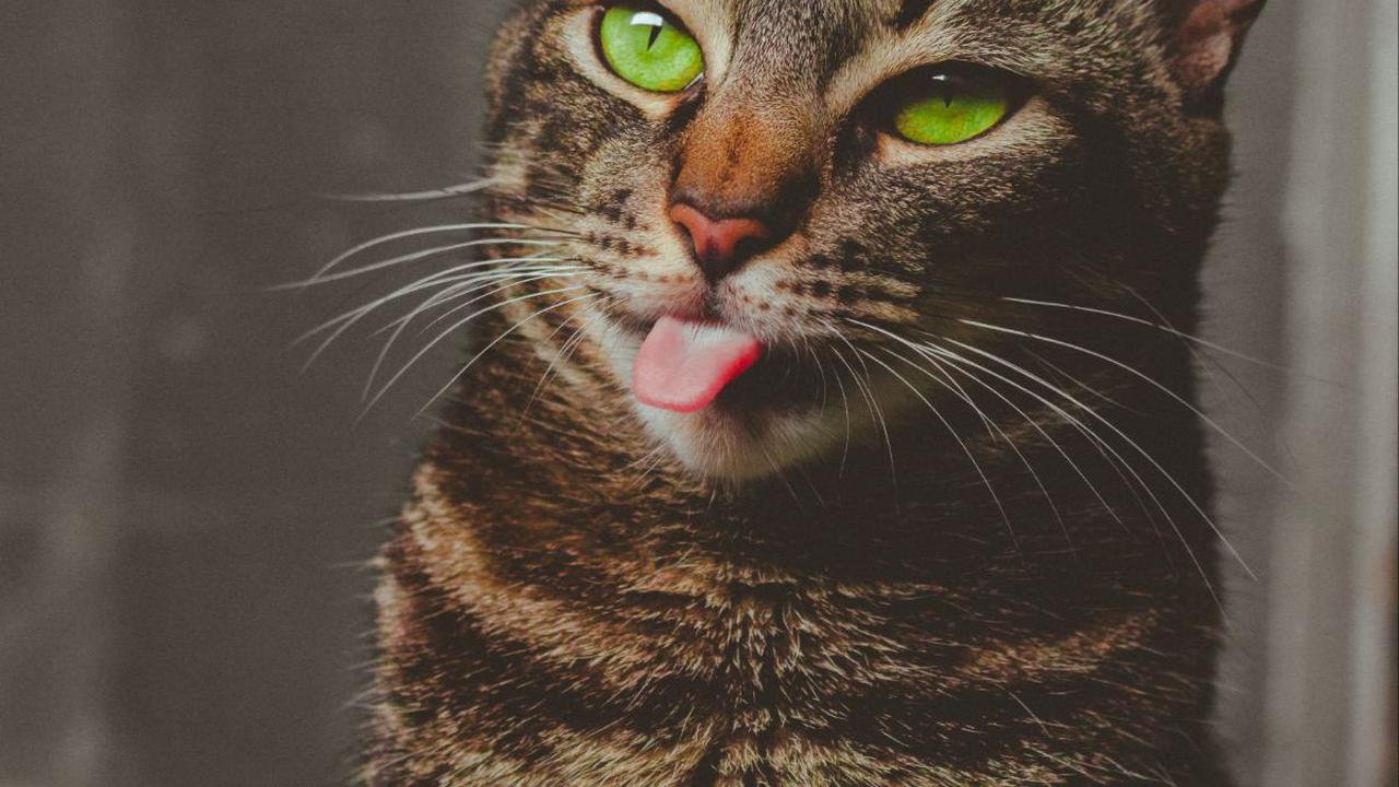 Nama Kucing Betina G – I