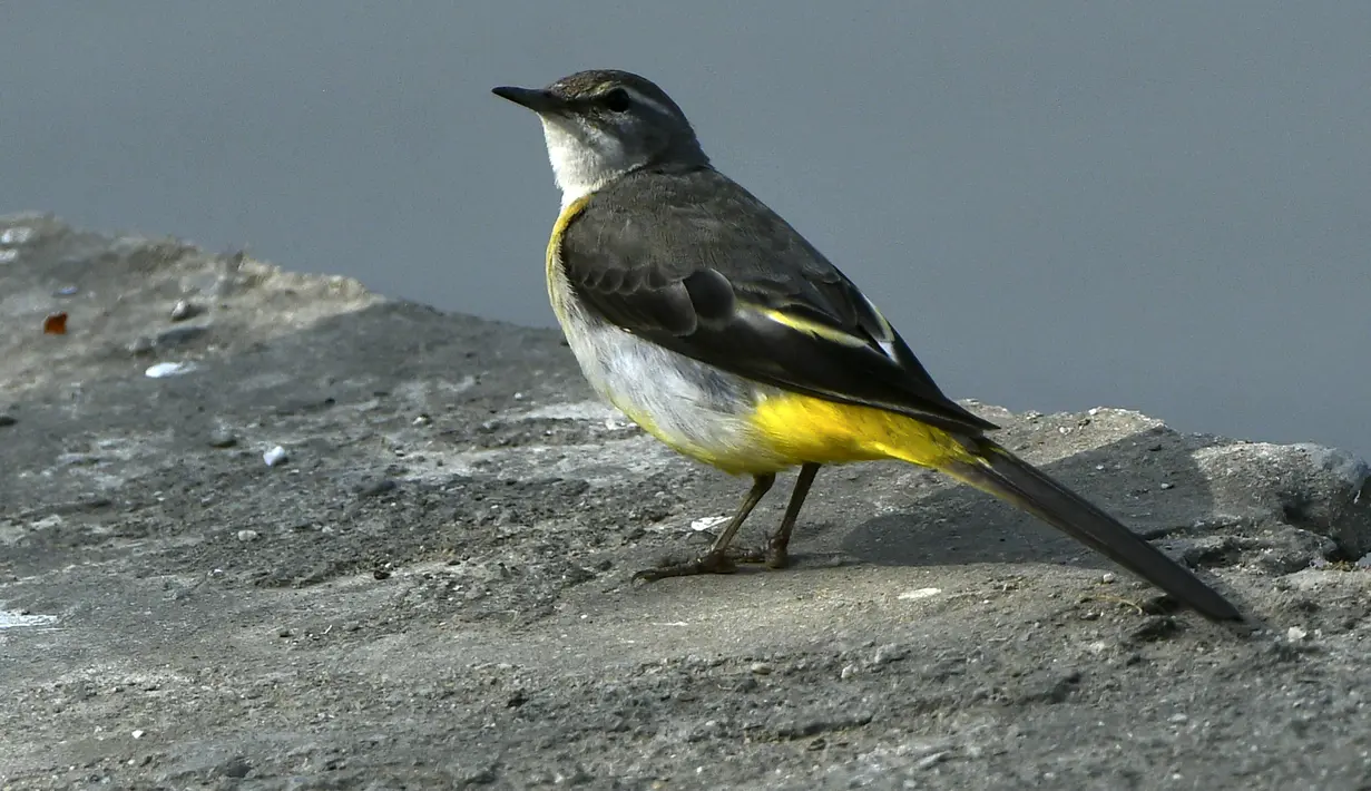 Sebuah wagtail abu-abu digambarkan di Danau Taudaha di pinggiran Kathmandu (18/1/2021). Sekitar 40 spesies burung telah tercatat, 17 diantaranya adalah penghuni, 2 adalah migran musim panas dan sisanya adalah migran musim dingin. (AFP/Prakashh Mathema)