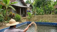 Cara Pemijahan Ikan Lele Sampai Siap Panen, Modal Minim 25 Hari Langsung Cuan