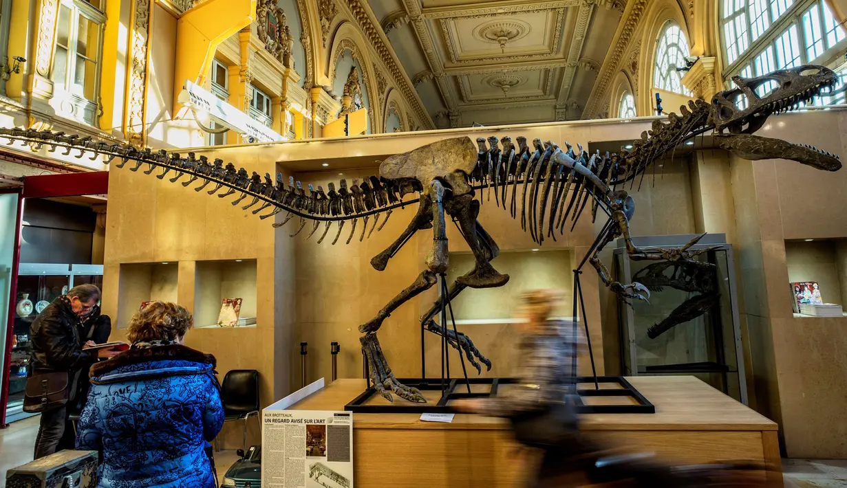 Pengunjung mengamati kerangka dinosaurus berjenis alosaurus yang dipamerkan di rumah lelang Lyon Brotteaux Aguttes, Prancis, 5 Desember 2016. Spesimen fosil Kan berukuran panjang lebih dari 7,5 meter (m) dan tinggi 2,5 m. (JEFF PACHOUD/AFP)