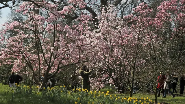 Melihat Keindahan Bunga Magnolia di Kew Gardens London