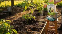 7 Tips Membuat Pupuk Alami Ampuh untuk Kebun Alpukat di Rumah agar Panen Lebat