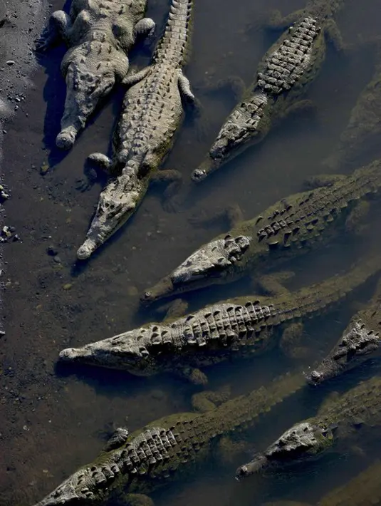 Puluhan buaya tampak menepi di Sungai Tarcoles, Rio Grande, Kosta Rika, Jumat (13/3/2015). Buaya menjadi daya tarik objek wisata Sungai Tarcoles. (AFP Photo/Ezequiel Becerra)