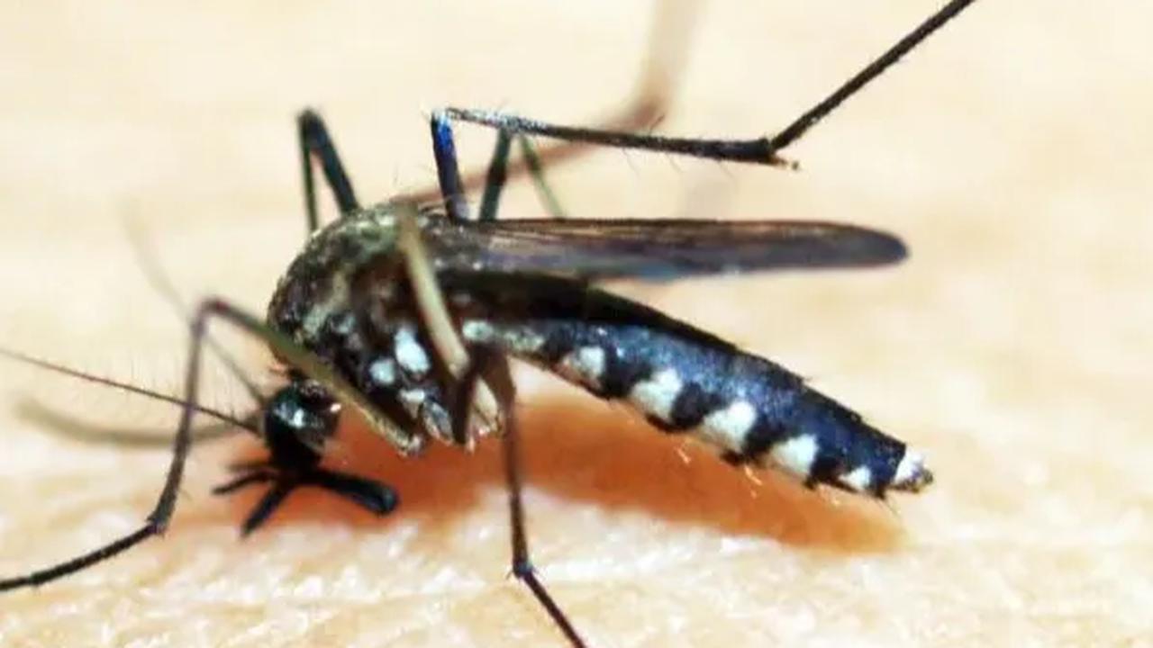 Peneliti UGM Bantah Nyamuk Wolbachia Jadi Senjata Pembunuh Manusia