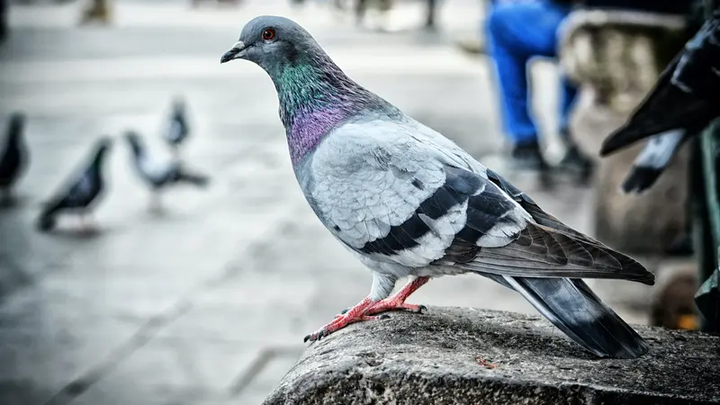 Arti Mimpi Burung Merpati yang Mengejutkan