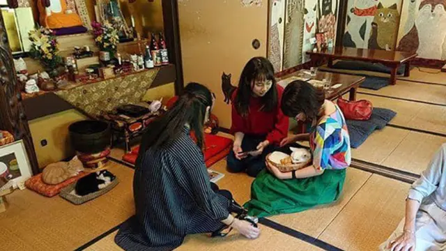 Gemasnya Kuil Kucing di Jepang, Pecinta Kucing Pasti Suka