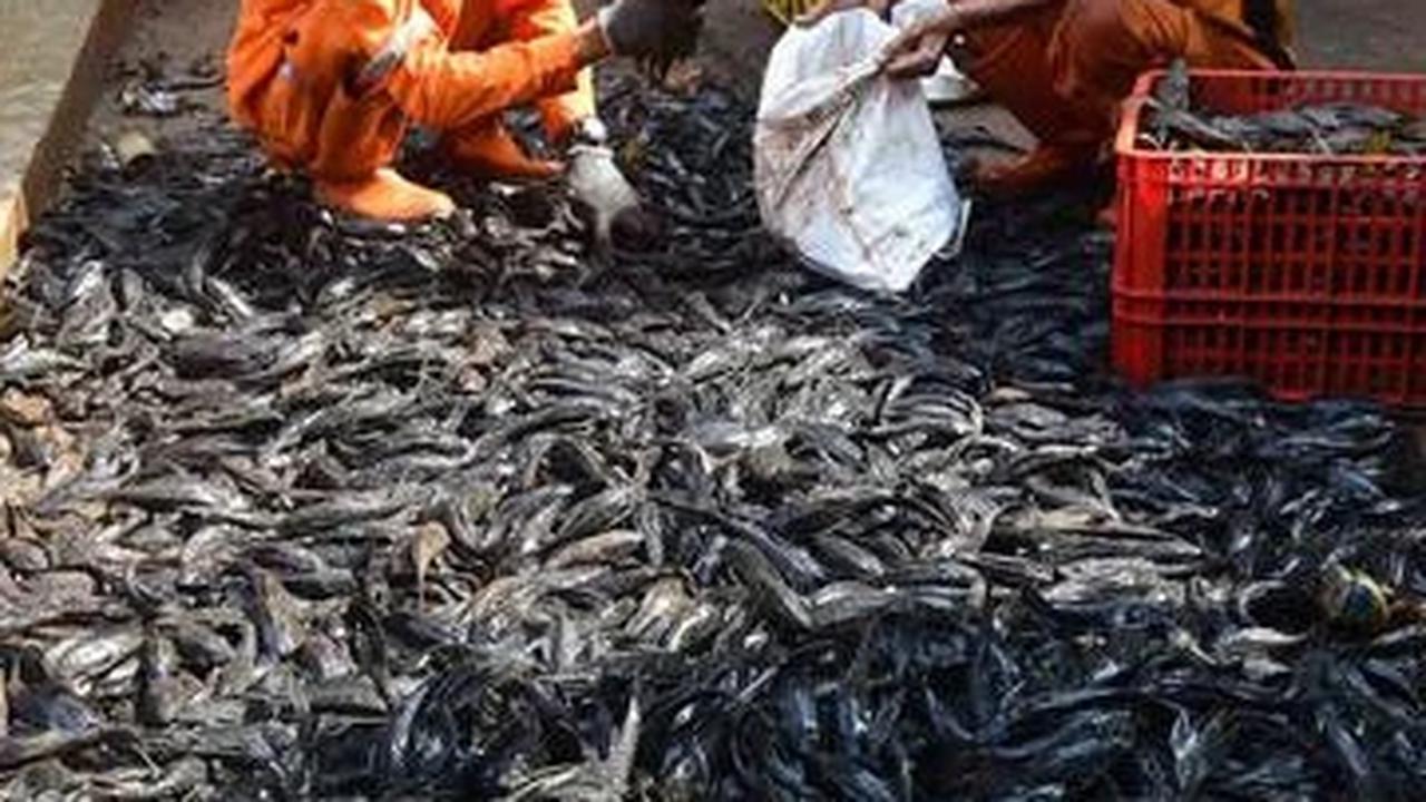 Operasi Ikan Sapu-Sapu di Setu Babakan, Total 3 Ton Ikan Terjaring dalam Tiga Jam