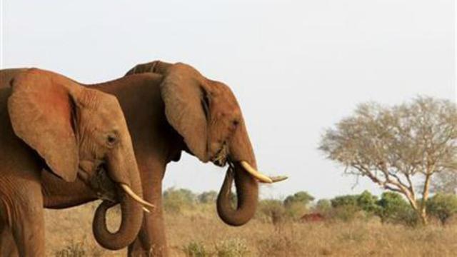 Aksi Aksi Gajah Yang Lucu Dan Mengganggu Regional Liputan6 Com