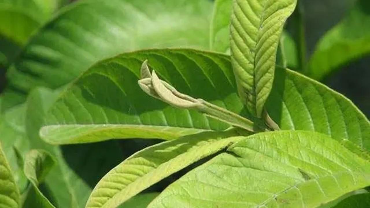 Resep Jamu Rebusan Daun untuk Turunkan Tekanan Darah Tinggi Secara Alami