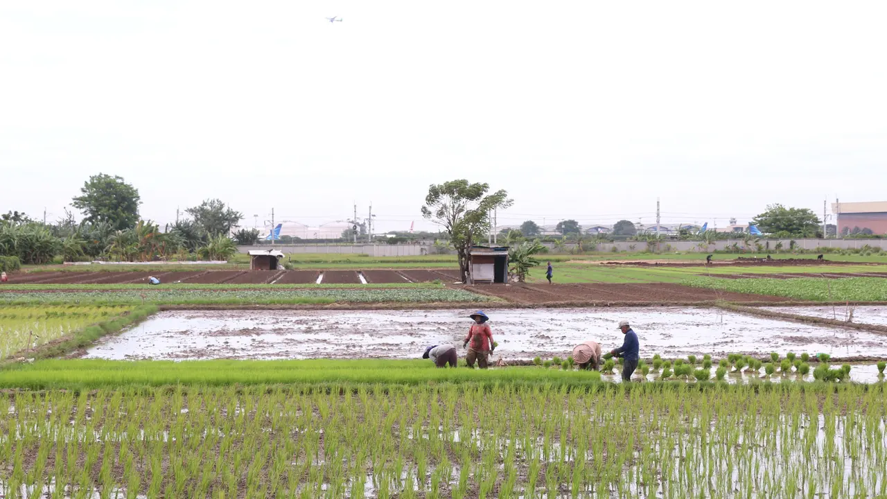 Kementan Targetkan 8,2 Juta Hektare Sawah untuk 20 Juta Ton Beras