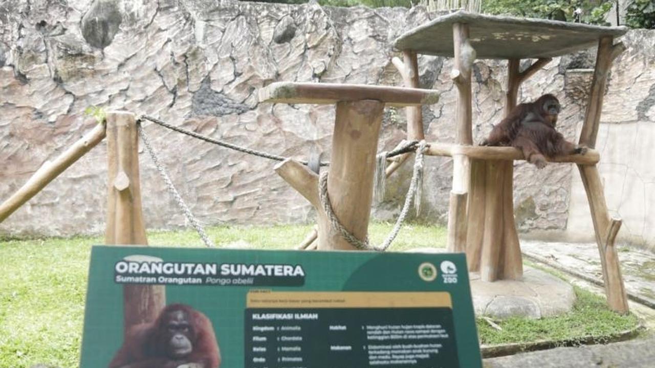 Pemkot Bandung Targetkan Revitalisasi Bandung Zoo Rampung Kurang dari Setahun