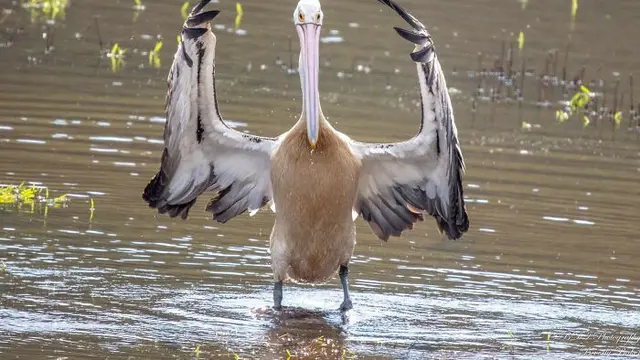 Tingkah Kocak Burung