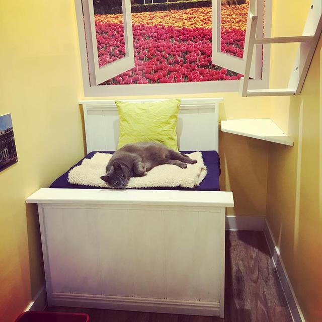 Hotel mewah untuk kucing, The Vet Lounge, Coomera, Australia. ((dok. Instagram @thevetloungeboarding/https://www.instagram.com/p/BtkEn9qhMFS//Adhita Diansyavira))